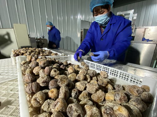 陜西大荔農產品深加工 華麗轉身，身價倍增，20多個新品種走紅春節市場